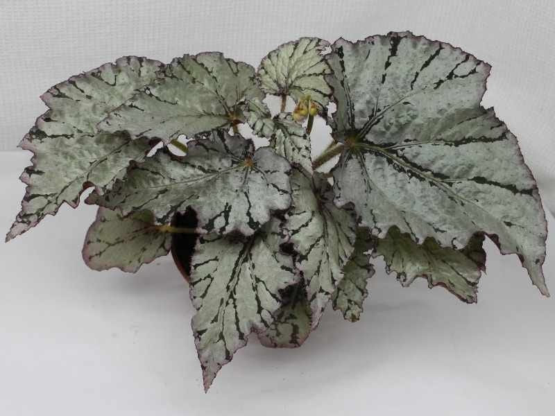 Begonia looking glass, Furniture  Home Living, Home Decor, Artificial  Plants  Flowers on Carousell