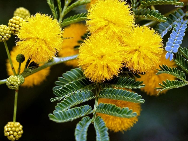 Beignets d'Acacia: Acacia Fritters Recipe - Curious Provence