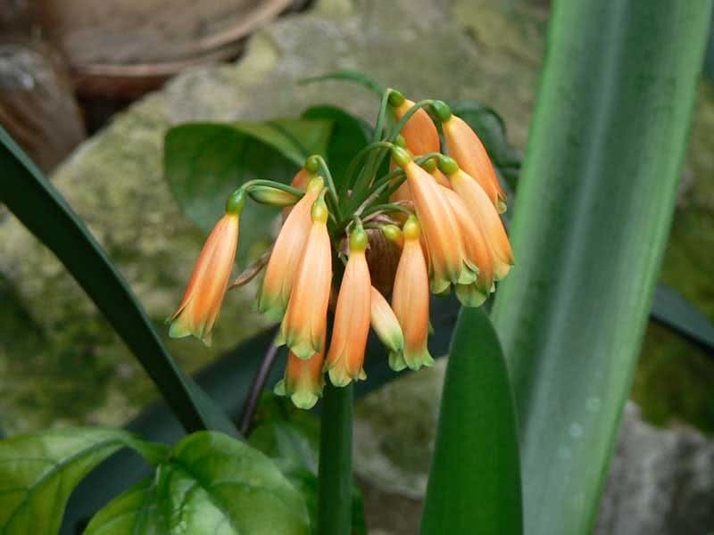 Belgian Orange Kaffir Lily - CJ Gardening Center