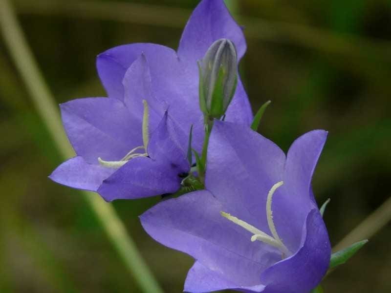 Bellflower - planting and advice on caring for it, using it for edges   walls