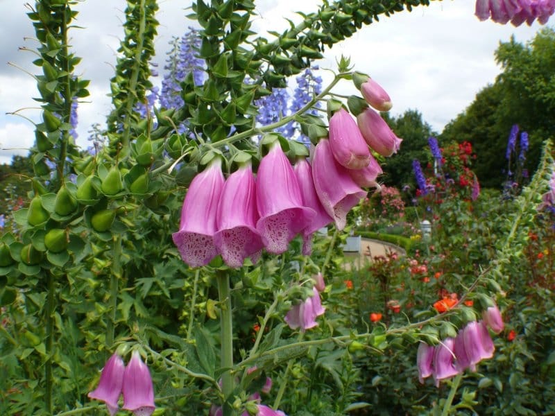 Bellflowers Bavaria Blue Stock Photo by ©scis65 190346232