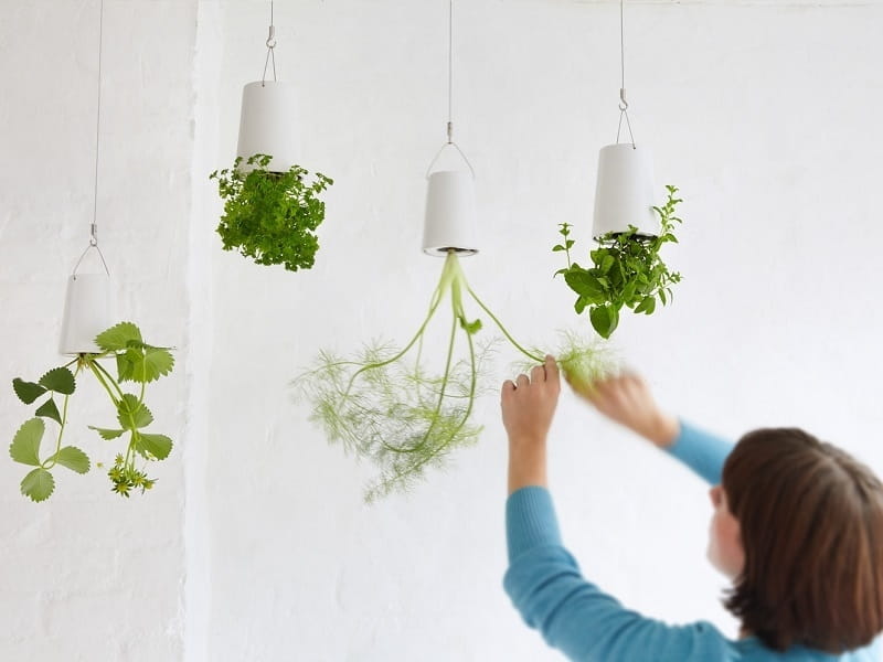 Best Indoor Hanging Plants For The Home