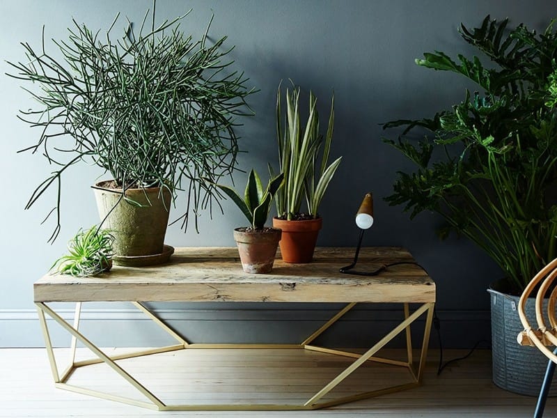 Best Indoor Plants: 11 Houseplants You Can Easily Care For