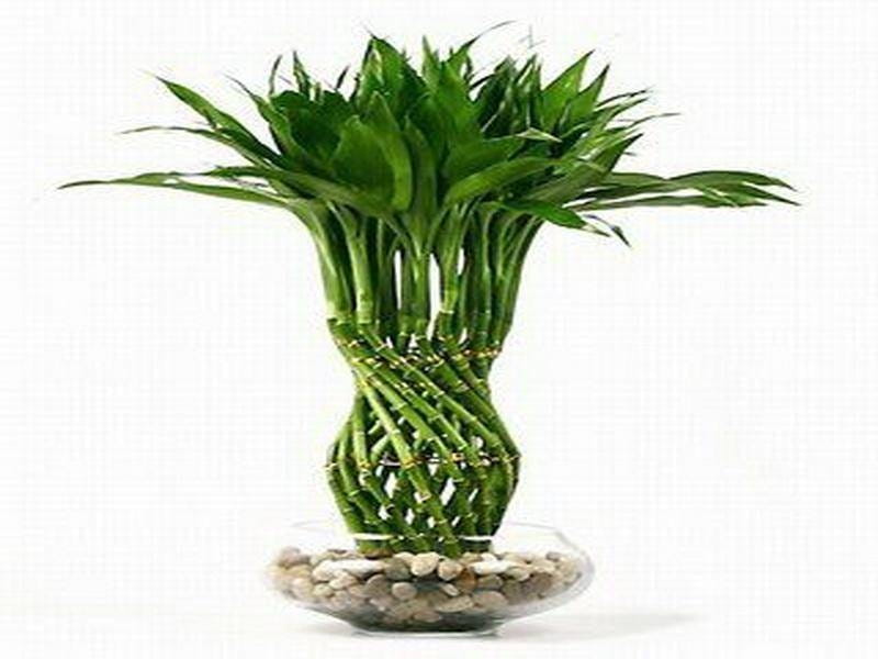 Best Indoor Plants for Your Home or Office