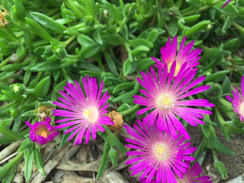 Best Time to See Ice Plant Bloom in California 2022 - Rove.me