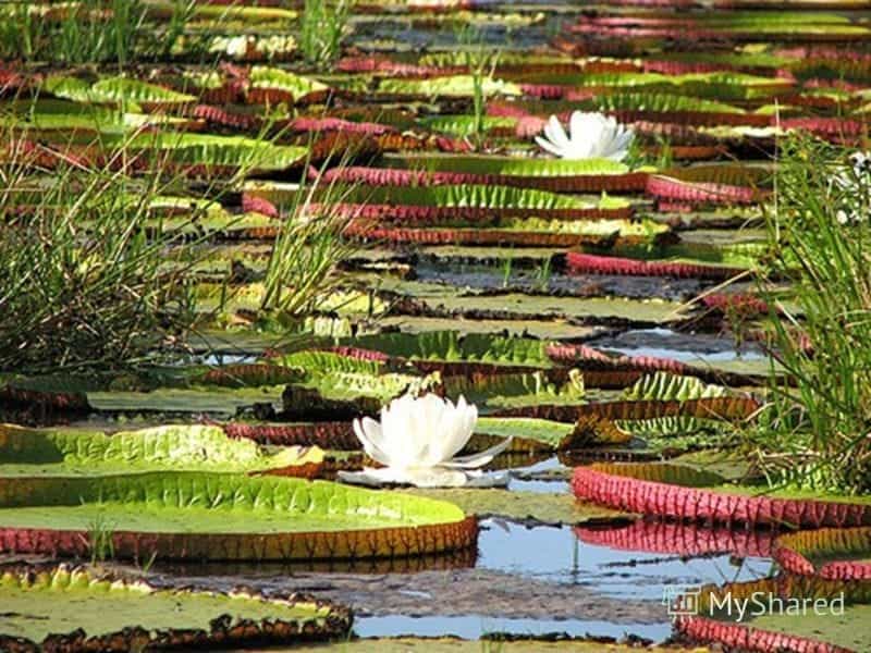 Best Time to See Victoria Amazonica in Brazil 2022 - Rove.me