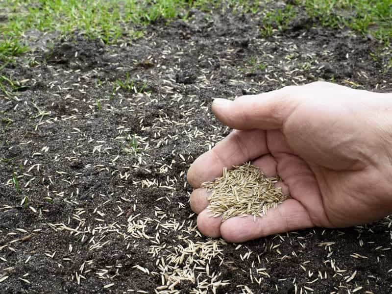 Best Ways to Plant Grass Seed - Kellogg Garden Organics™