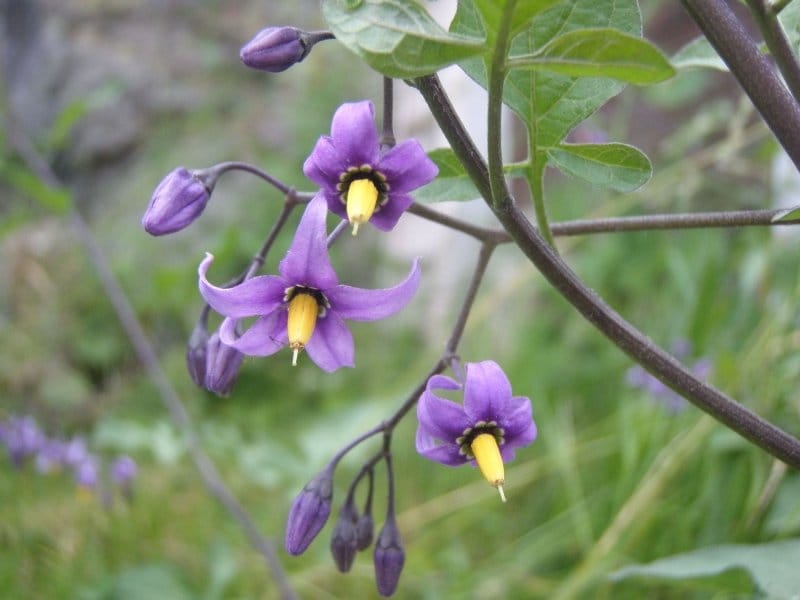 Bev's Nature Blog: Bittersweet Nightshade