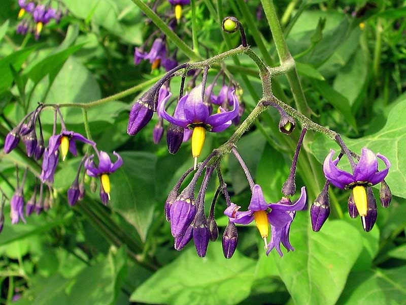 Bittersweet Nightshade - Oxbow Farm  Conservation Center