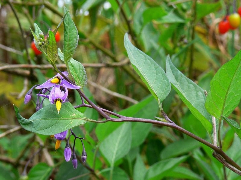 Bittersweet Nightshade - Thompson-Nicola Regional District