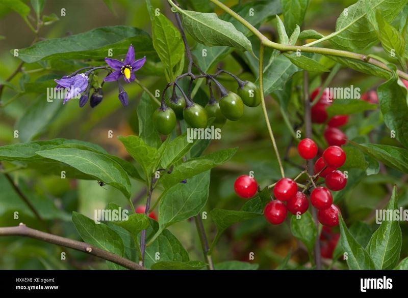 Bittersweet Nightshade, Deadly Nightshade (Solanum dulcamara), plant with  ripe and unripe berries and flowers Stock Photo - Alamy