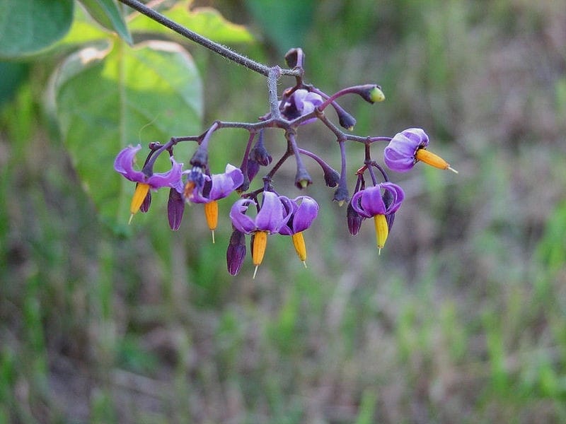Bittersweet Nightshade, Deadly Nightshade (Solanum dulcamara), plant with  ripe berries and flowers. Germany Stock Photo - Alamy