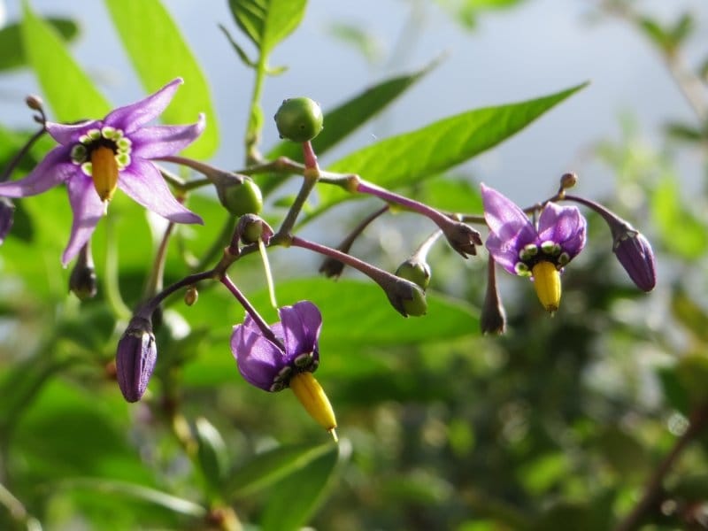 Bittersweet Nightshade: Is it Poison??? IDing and understanding this weed -  YouTube