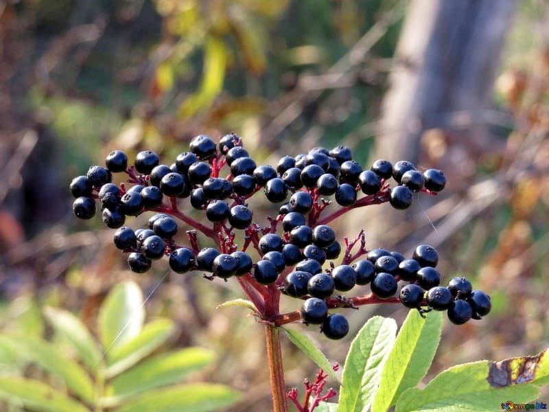 Black Elder, Elderberry, Black Elder, European Elder, European Elderberry  Or European Black Elderberry. Medicinal Plant. Hand Drawn Botanical Vector  Illustration Royalty Free Cliparts, Vectors, And Stock Illustration. Image  73106778.