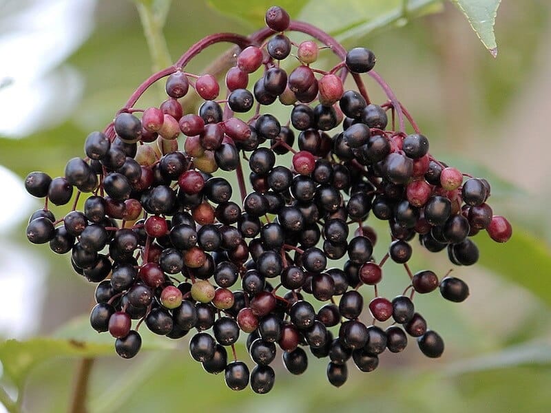 Black Elderberry - Sambucus Canadensis - Deciduous Shrubs - Cold Stream Farm