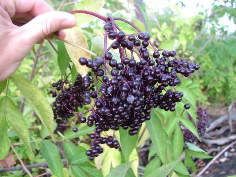Black Elderberry \