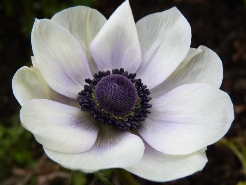 Black Eyed Anemones - Anemone flower, Pretty flowers, Wedding flowers