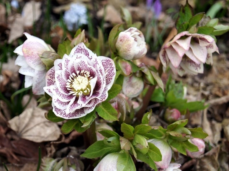 Black Hellebore Flowers, Buds And Leaves Royalty Free Cliparts, Vectors,  And Stock Illustration. Image 134202161.