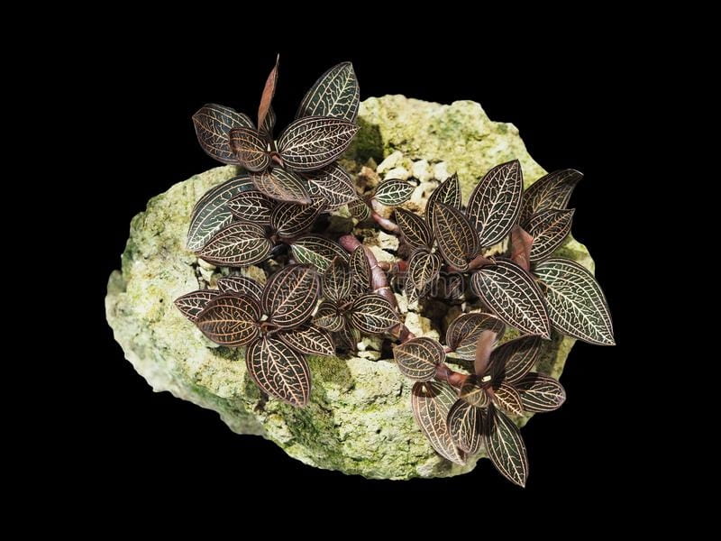 Black Jewel Orchid - 4\