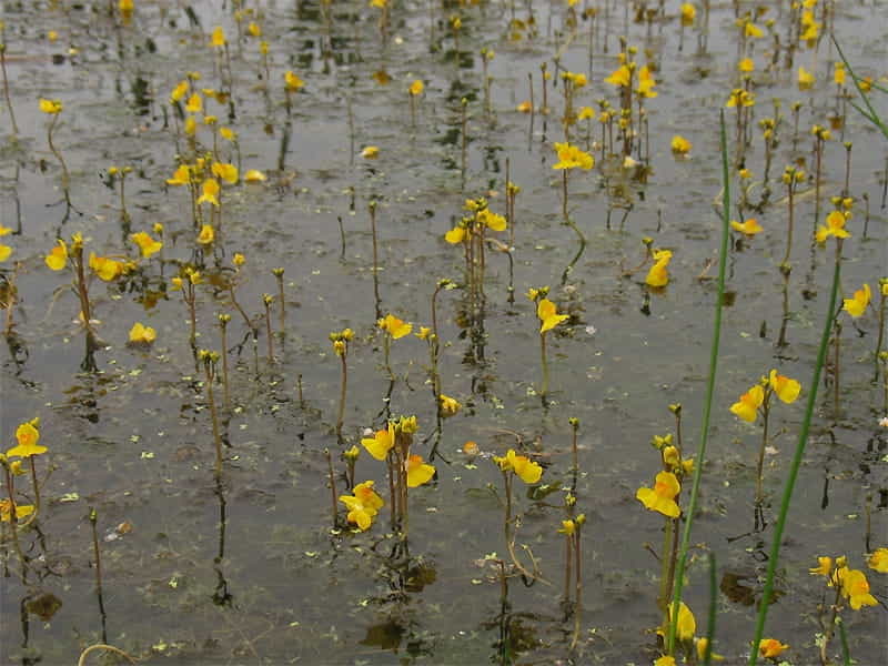 Bladderwort - Carnivorous Plant Resource