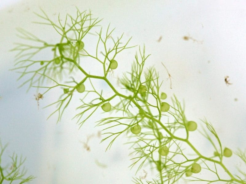 Bladderwort (Utricularia Vulgaris) Native oxygenator - Wetland Plants
