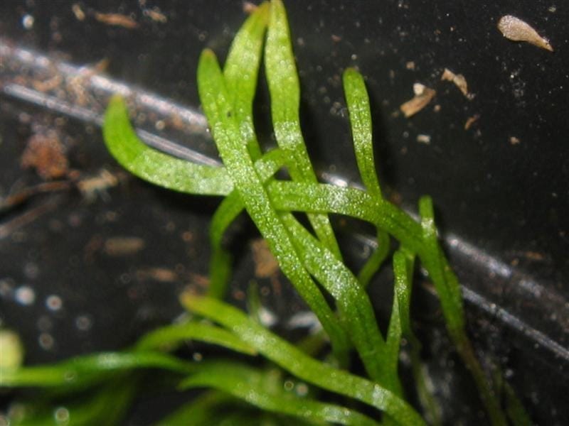 Bladderwort catching flea in slow motion - YouTube