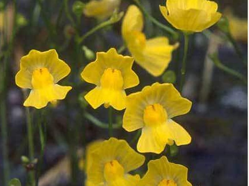 Bladderworts: Pretty, But Deadly Adirondack Natives - - The Adirondack  Almanack