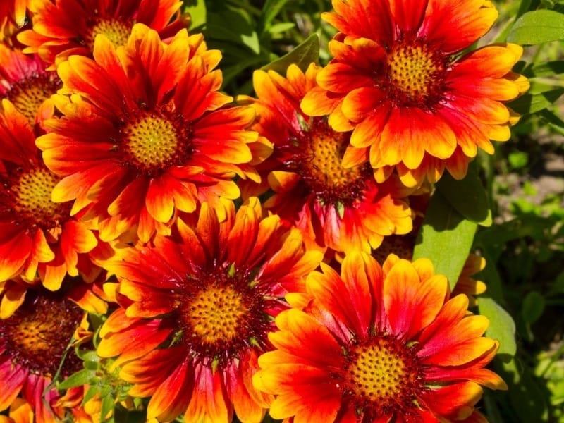 Blanket Flower Gaillardia Aristata Seeds