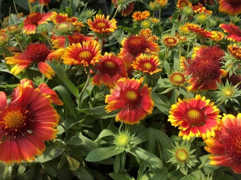 Blanket Flower Perennial Or Annual - Store www.spora.ws