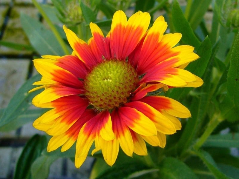 Blanket Flower Winter Care - How To Winterize Blanket Flower Plants