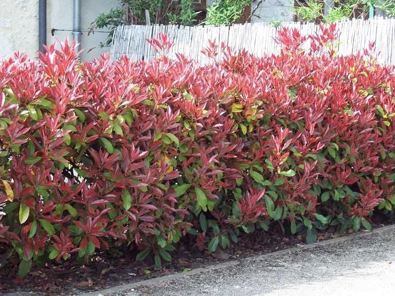 Blooming Red Tip Photinia stock photo. Image of leaf - 91662304