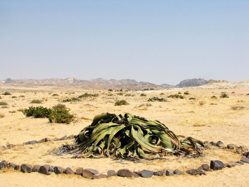 Blooming Welwitschia Mirabilis Desert Central Namibia Stock Photo (Edit  Now) 1133096975