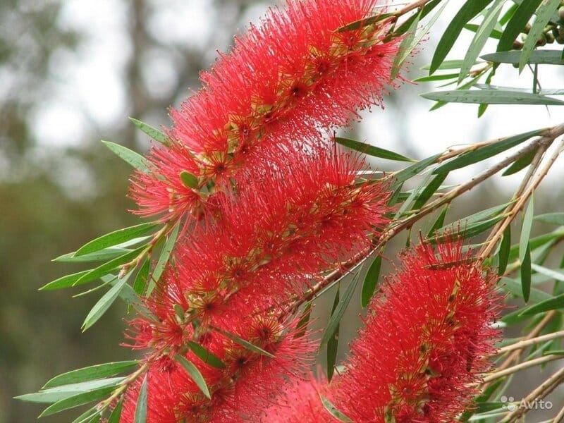 Blooming red Callistemon or Bottlebrush tree. Bali, Indonesia Stock Photo -  Alamy