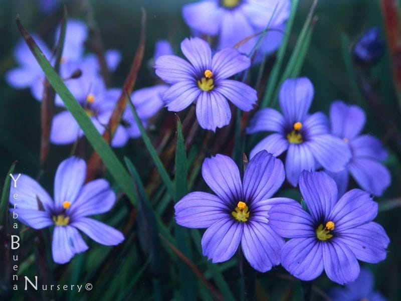 Blue-Eyed Grass - Siebenthaler's