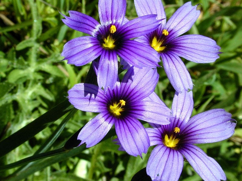 Blue-eyed Grass – More Than Meets the Eye - Collin County Chapter