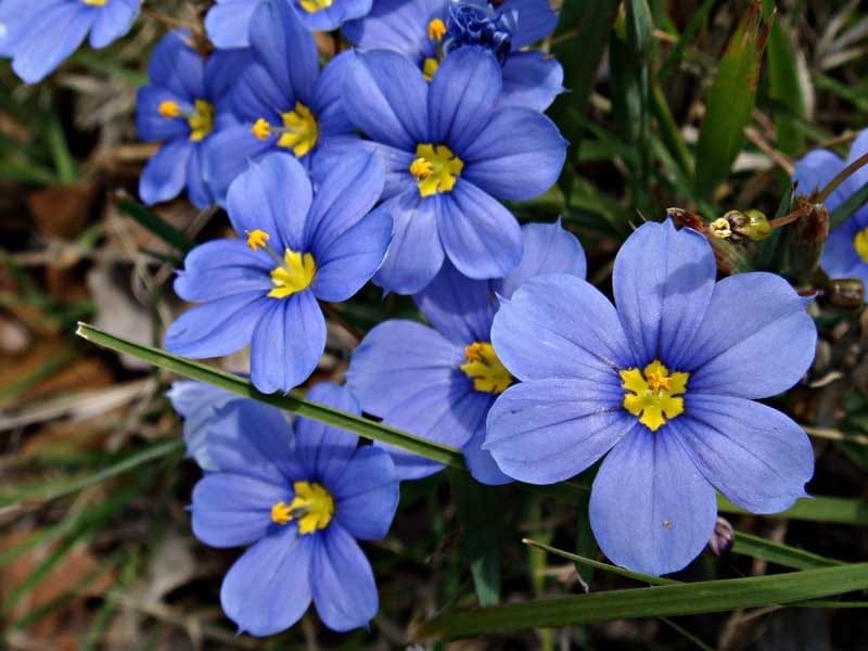 Blue-eyed Grass