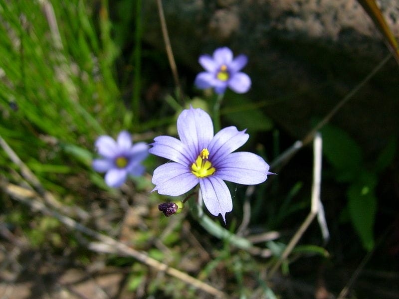 Blue-eyed Grass Seeds