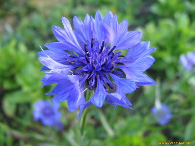 Blue Cornflower Bouquet Isolated on White Background Stock Image - Image of  closeup, medical: 167551647