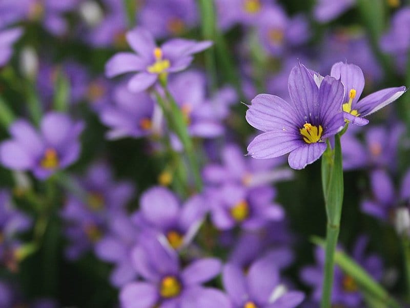 Blue Eyed Grass 'Lucerne' - little fox farm - Perennial for zone 5