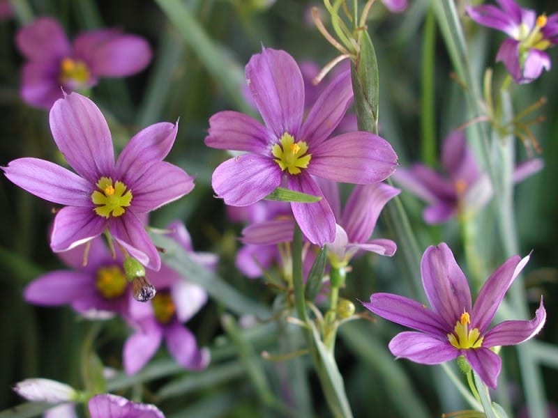 Blue Eyed Grass - Sisyrinchium montanum - Weekly Weeder #48