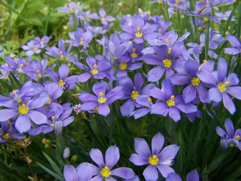 Blue Eyed Grass, Lucerne #1 (Sisyrinchium angustifolium 'Lucerne') - Scioto  Gardens Nursery