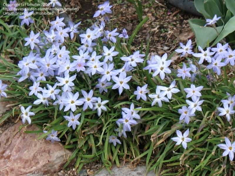 Blue Ice Amsonia Plants for Sale (Blue Star) - Free Shipping