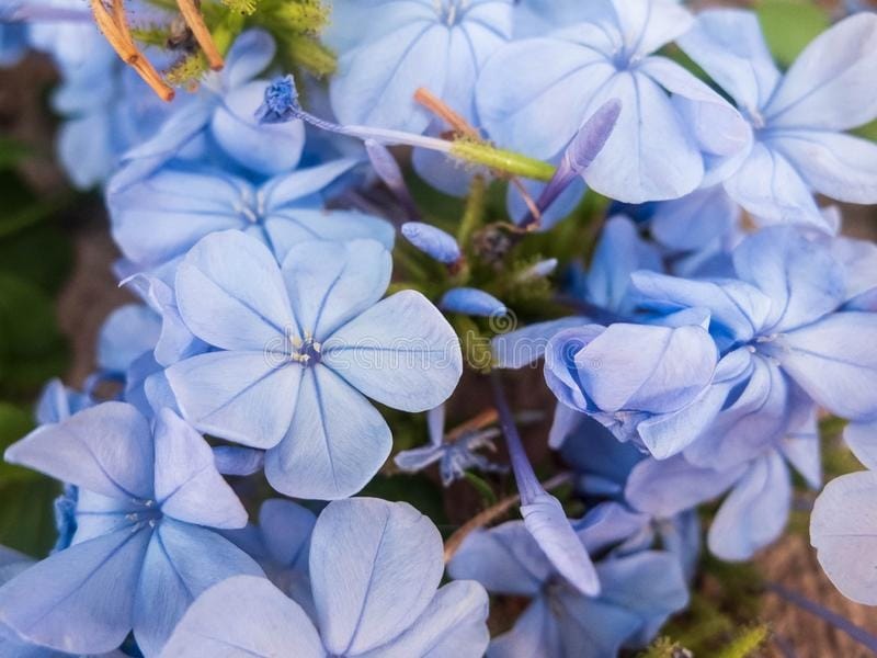 Blue Periwinkle Vinca Flowers in the Garden. Stock Photo - Image of gift,  celebration: 184865116