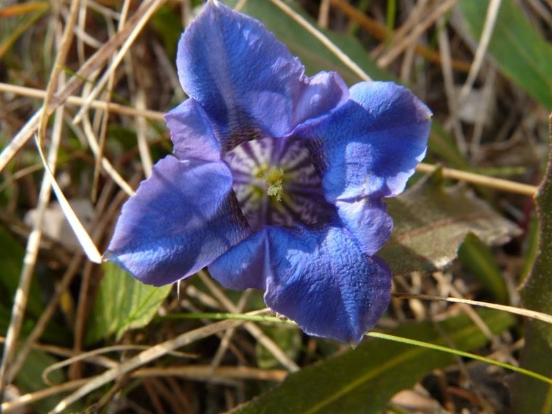 Blue Star Flower — The Magic Garden