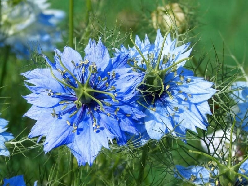 Blue Star Shaped Flower Photograph by Mandy Judson