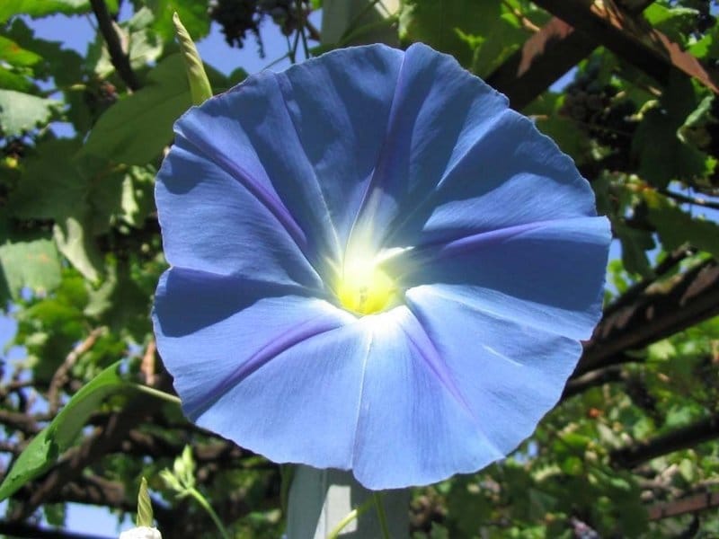 Blue Star Tweedia 10 Seeds - Oxypetalum -True Blue/Rare - Hirt's Gardens