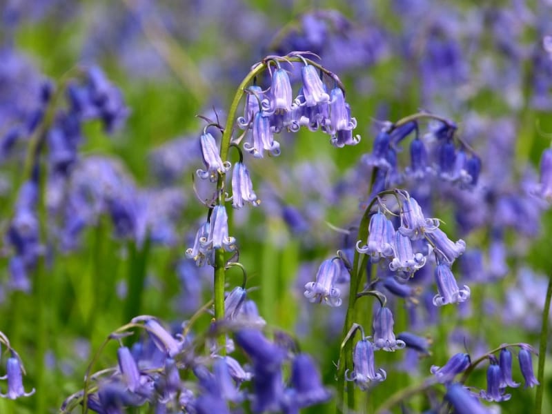 Bluebell (Hyacinthoides non-scripta) - Woodland Trust