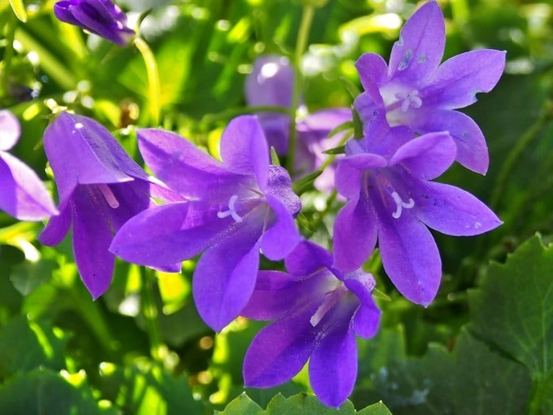 Bluebell Flower Meaning and Symbolism - Plant and Flower Dictionary