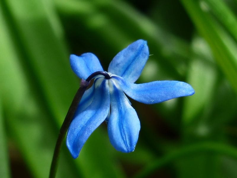 Bluebell Flowers: Beautiful and Whimsical Perennials - Dengarden