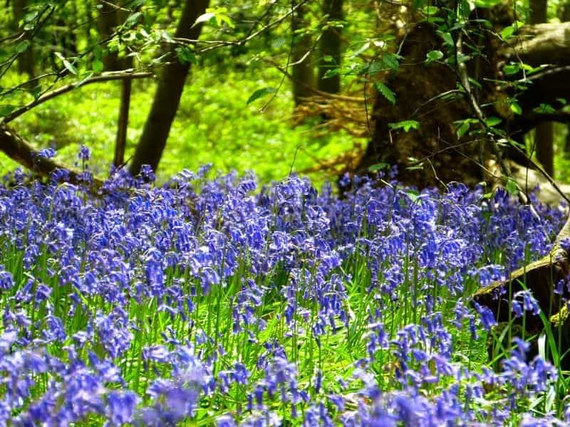 Bluebell flowers - Spanish bluebells - View On Black Bluebel… - Flickr